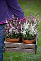 Person holding terracotta pots planted with Calluna vulgaris - Heather in wooden trug