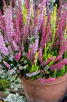Mixed colours bud-flowering heather - Calluna vulgaris in terracotta pot on lichen covered bench with seasonal plants