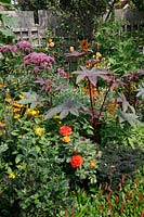 Summer border with ricinis, crocosmia persicaria and roses