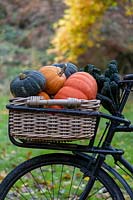 Old trade bike with basket full of Winter squash. 