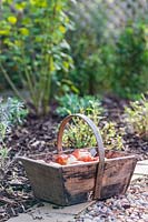 Wooden trug with Tulip bulbs at edge of path