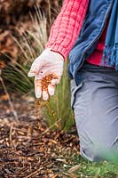 Woman wearing a plastic glove scattering chilli flakes to deter mice and other pests from digging up and eating newly planted bulbs