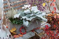 Gray container planted with Senecio 'Angel Wings', Cyclamen, Calluna vulgaris and ragwort