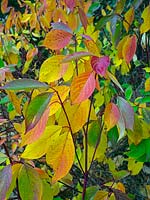 Cornus alba 'Sibirica' - Dogwood - still in leaf with red stems