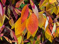 Cornus alba 'Sibirica' - Dogwood - red stems and leaves 