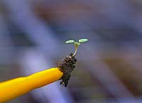 Growing Coriandrum sativum - Coriander -  pricking out a seedling
