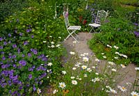 White metal chairs on paving surrounded by borders planted with Leucanthemum vulgare - Oxeye Daisy - and Geranium pratense - Meadow Cranesbill