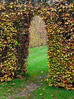 Carpinus - Hornbeam - hedge with arch, view through to lawn