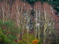 Betula utilis jacquemontii - Himalayan Birch - trees with shrubs 