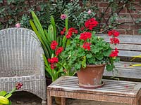 Flowering red Pelargonium in terracotta pot on table in greenhouse at East Ruston Old Vicarage, Norfolk, UK. 