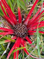 Fascicularia bicolor - Crimson bromeliad 