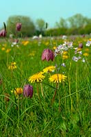 Fritillaria meleagris - Wild Snakes Head Fritillary - with dandelion and other wildflowers in grass