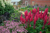 Lupinus' Red Rum' and Astrantia flowering in border with Old Vicarage gardens at East Ruston, Norfolk, UK. 