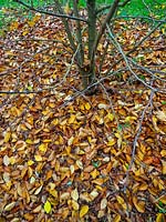 Magnolia x loebneri 'Merrill' bare branches with fallen leaves under tree