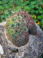 Sempervivum growing on ancient saddle stone