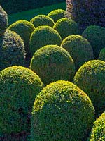 Topiary Buxus sempervirens - box balls in autumn
