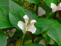 Tradescantia fluminensis 'Maiden's Blush' - Spider Lily 'Maiden's Blush'
