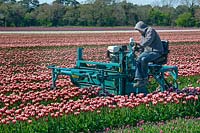 Worker on sit-on machine deadheading rows of Tulipa - Tulip - growing in field, for bulb production