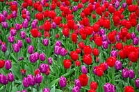 Bed of red and purple Tulipa - Tulip - in flower 