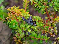 Vaccinium mortinia showing berries 