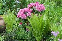 Rhododendron yakushimanum 'Morgenrot' and Matteuccia struthiopteris - Shuttlecock fern in shady woodland border. 