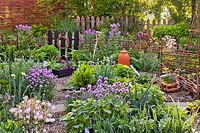 Vegetable garden in spring with flowering chives, tools and trug of seedlings.