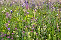 Wildflower meadow with Red clover, meadow clary, field scabies, yellow rattle, ox-eye daisy, euphorbia, buttercup and many grasses.