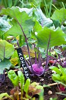 Brassica oleracea 'Purple Vienna' - Kohl rabi
