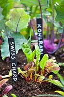 Beta vulgaris subsp. vulgaris - Swiss chard 'Bright Lights' seedlings in mixed vegetable bed. 