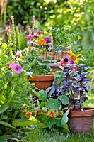 Display of herbs growing in pots and trug of harvested herbs - green and purple basil, marigolds, sage, chives, bee balm and nasturtium.
