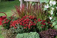 Autumn chrysanthemum Dreamstar 'Zelos', Japanese red grass 'Red Baron', morning glory 'Milky Way', red clover Angel Clover 'Beauty' and thick rosette fat leaf