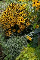 Coneflower 'Little Goldstar' with magic snow 'Diamond Ice' and pennywort in the bed