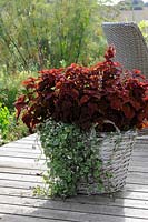 Coleus 'Rediculous' and Ivy in a basket on the deck
