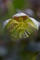 Helleborus sternii 'Silver Dollar' - Winter flowering