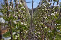 Pear trees in blossom in spring on fruit farm