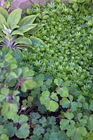 Foliage of Aquilegia, Galium odoratum - Sweet Woodruff and Digitalis -Foxglove
