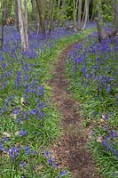 Natural path through Bluebells in woodland.
