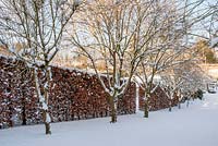 Row of Tilia cordata - Lime next to Fagus sylvatica hedge with snow