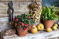 Gaultheria procumbens in rustic setting with pears.