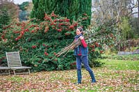 Woman carrying bundle of cut back Buddleia stems in Autumn garden