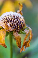 Frosted Helenium 'Mardi Gras'