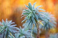 Euphorbia wulfenii foliage with frost 