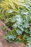 Alchemilla mollis and variegated Carex with frost