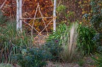 Illuminated natural star leaning against white Betula - Birch - tree trunks, gravel garden with evergreen perennials in foreground