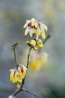 Chimonanthus praecox 'Grandiflorus' - Wintersweet