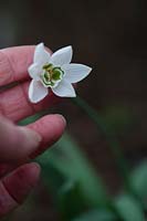 Galanthus elwesii 'Godfrey Owen' - Snowdrop