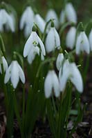 Galnthus nivalis 'Anglesey Abbey' - Snowdrop