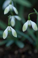 Galanthus 'Cowhouse Green' - Snowdrop
