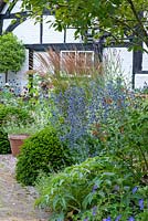 A clump of blue Eryngium planum - Sea Holly - and Calamagrostis Ã— acutiflora 'Karl Foerster - Feather Reed Grass near a Taxus - Yew - topiary dome, cottage beyond
