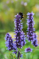 Agastache 'Blackadder' - Hyssop - visited by a Bumble Bee
